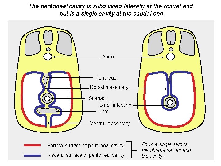 The peritoneal cavity is subdivided laterally at the rostral end but is a single