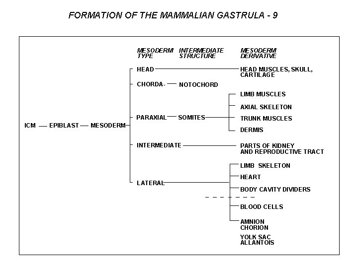 FORMATION OF THE MAMMALIAN GASTRULA - 9 MESODERM TYPE INTERMEDIATE STRUCTURE HEAD CHORDA- MESODERM
