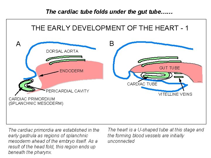 The cardiac tube folds under the gut tube…… THE EARLY DEVELOPMENT OF THE HEART