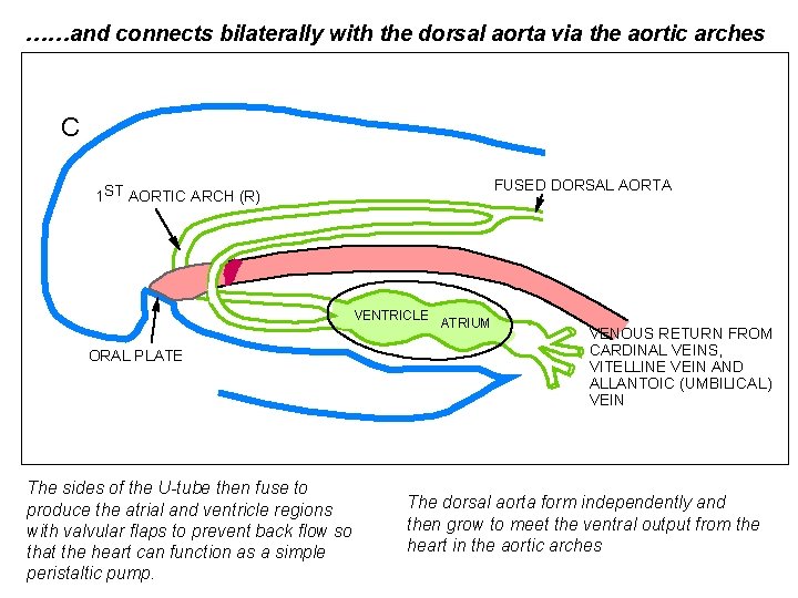 ……and connects bilaterally with the dorsal aorta via the aortic arches C FUSED DORSAL