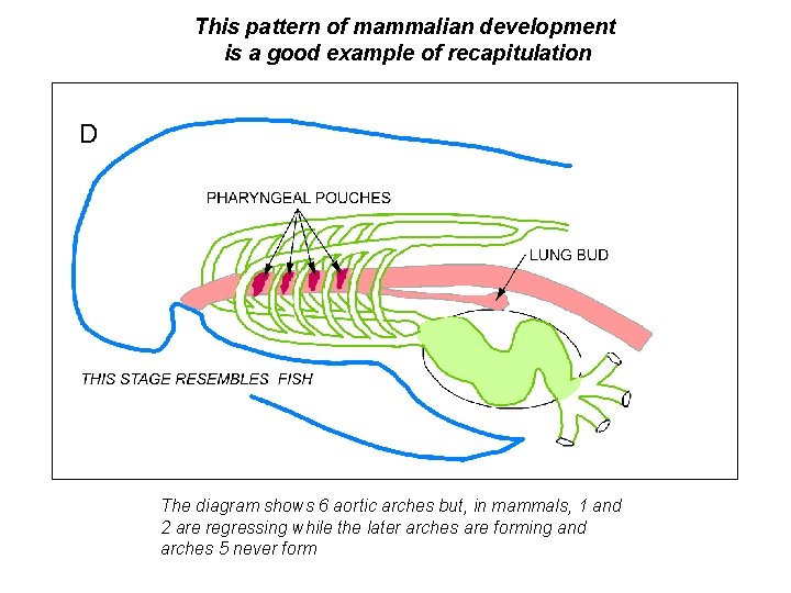 This pattern of mammalian development is a good example of recapitulation The diagram shows