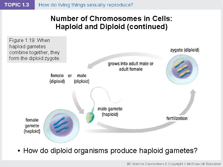 Number of Chromosomes in Cells: Haploid and Diploid (continued) Figure 1. 19: When haploid