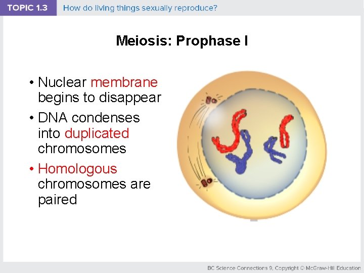 Meiosis: Prophase I • Nuclear membrane begins to disappear • DNA condenses into duplicated