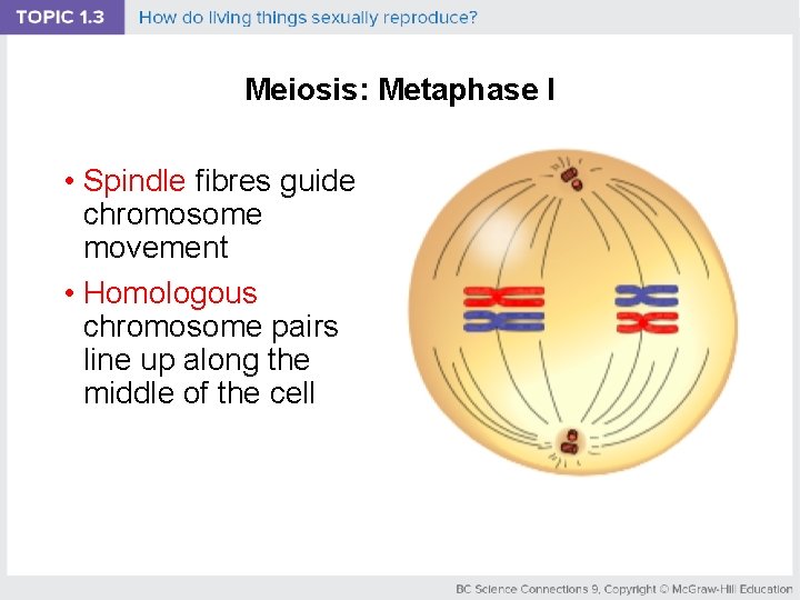 Meiosis: Metaphase I • Spindle fibres guide chromosome movement • Homologous chromosome pairs line