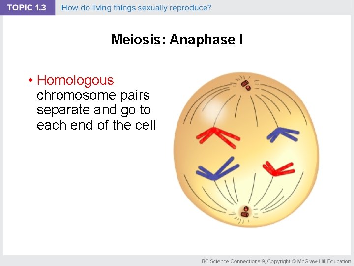 Meiosis: Anaphase I • Homologous chromosome pairs separate and go to each end of