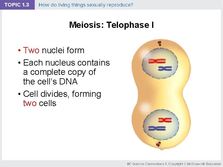 Meiosis: Telophase I • Two nuclei form • Each nucleus contains a complete copy