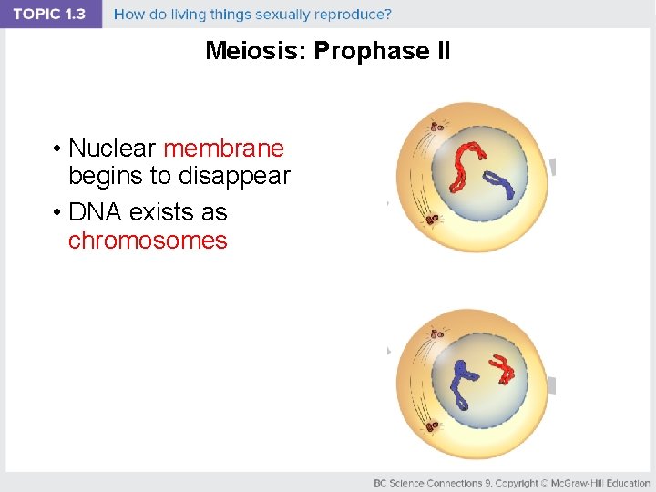 Meiosis: Prophase II • Nuclear membrane begins to disappear • DNA exists as chromosomes