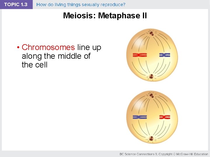 Meiosis: Metaphase II • Chromosomes line up along the middle of the cell 