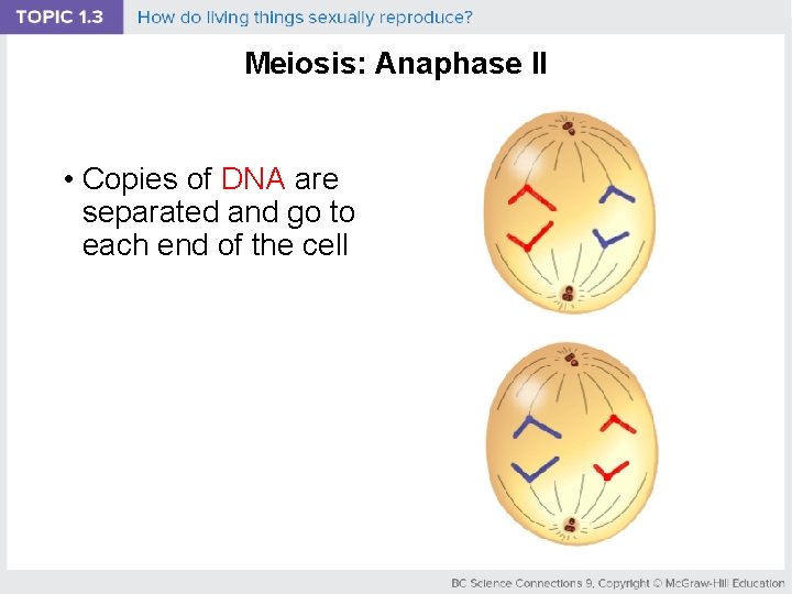 Meiosis: Anaphase II • Copies of DNA are separated and go to each end