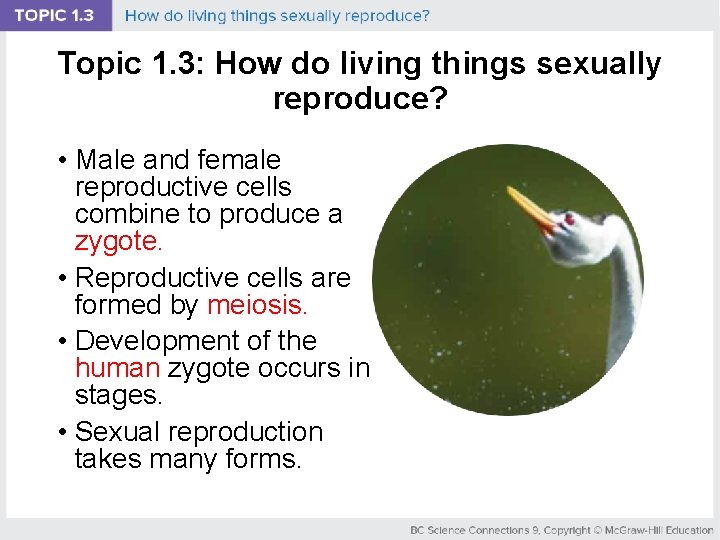 Topic 1. 3: How do living things sexually reproduce? • Male and female reproductive