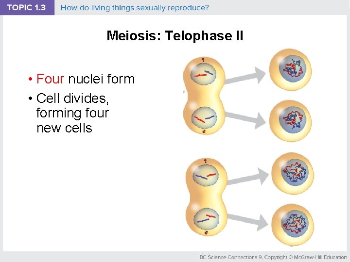 Meiosis: Telophase II • Four nuclei form • Cell divides, forming four new cells