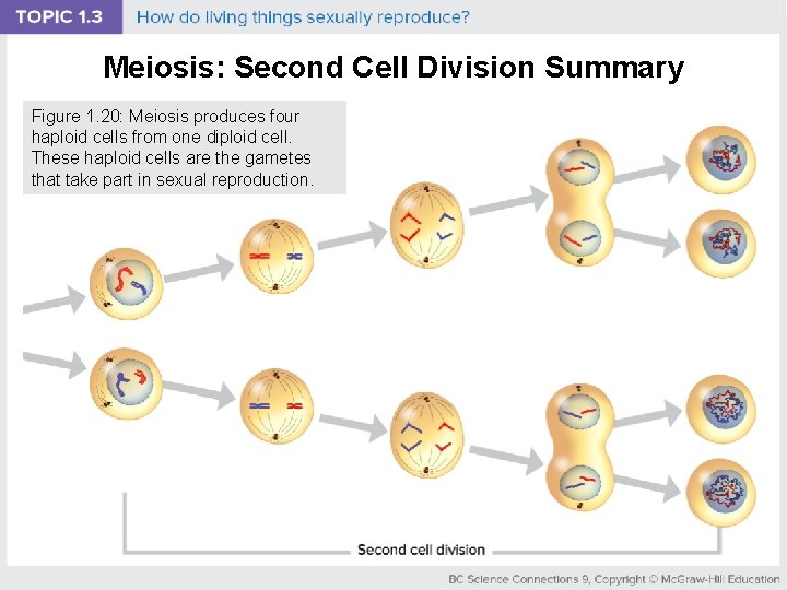 Meiosis: Second Cell Division Summary Figure 1. 20: Meiosis produces four haploid cells from
