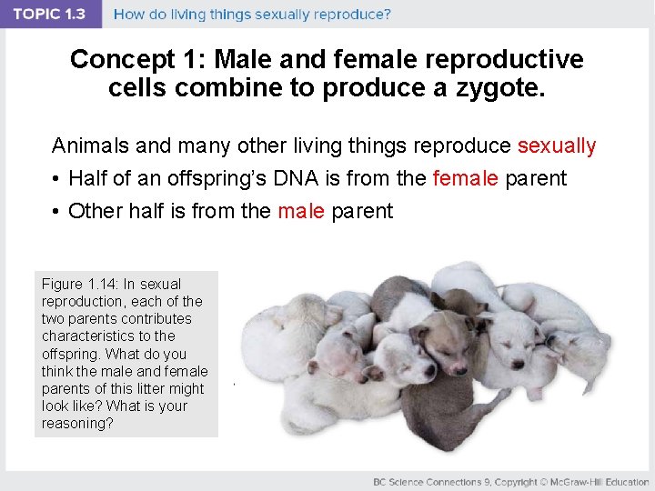 Concept 1: Male and female reproductive cells combine to produce a zygote. Animals and