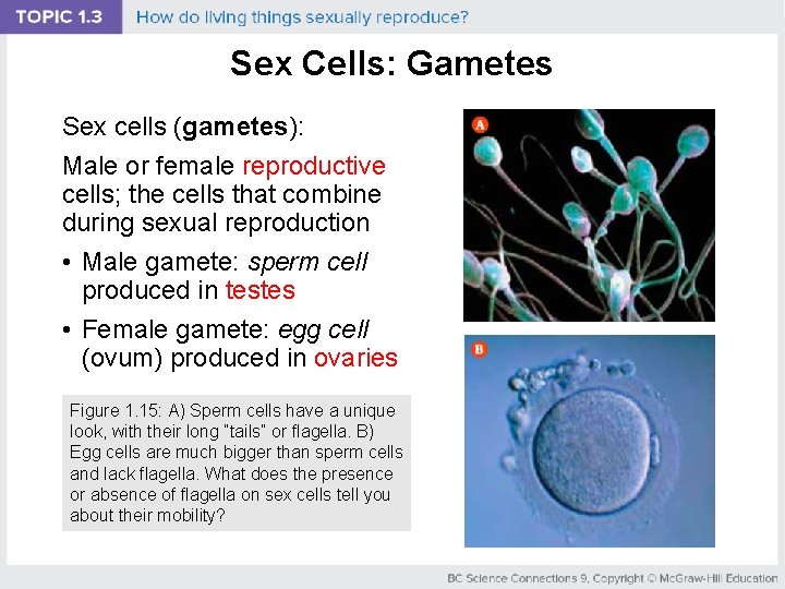 Sex Cells: Gametes Sex cells (gametes): Male or female reproductive cells; the cells that
