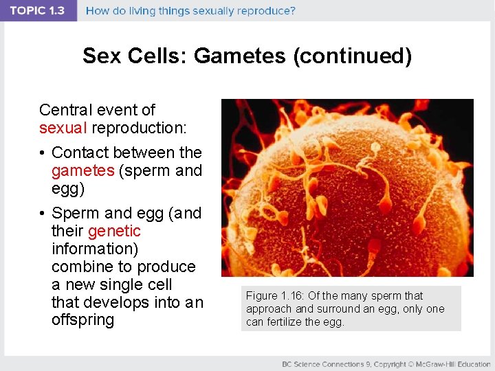 Sex Cells: Gametes (continued) Central event of sexual reproduction: • Contact between the gametes