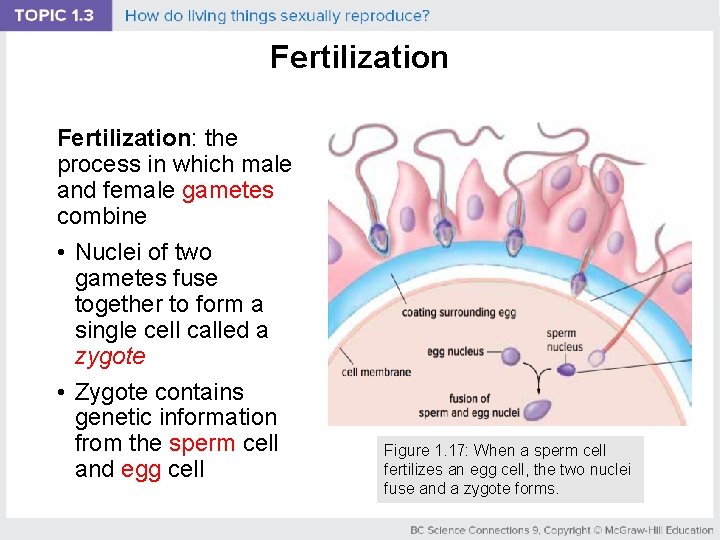 Fertilization: the process in which male and female gametes combine • Nuclei of two