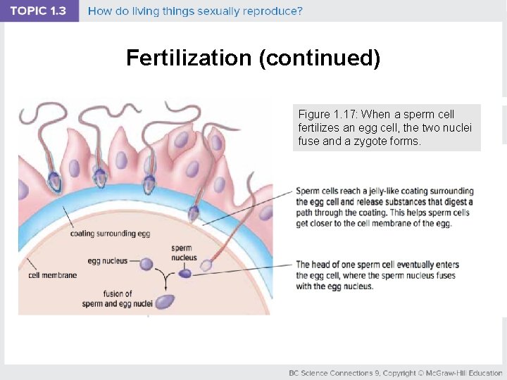 Fertilization (continued) Figure 1. 17: When a sperm cell fertilizes an egg cell, the