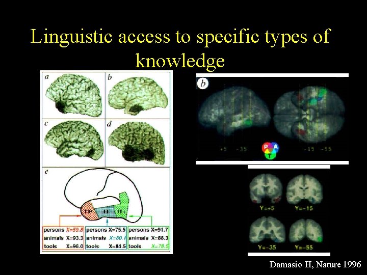 Linguistic access to specific types of knowledge Damasio H, Nature 1996 