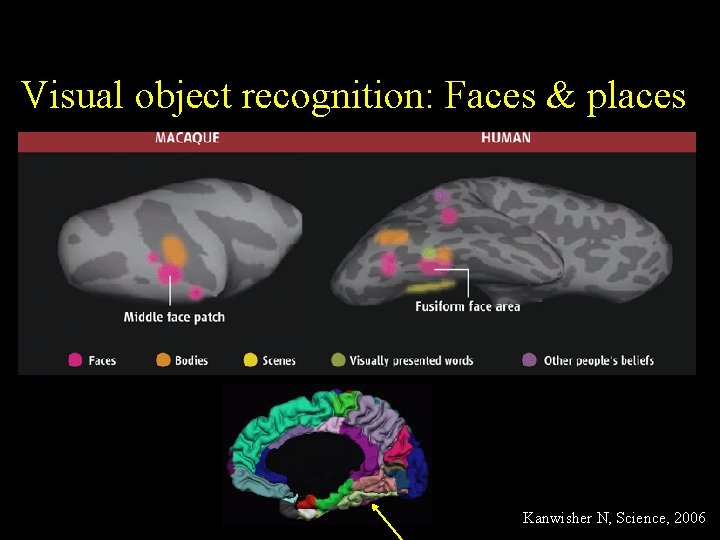 Visual object recognition: Faces & places Kanwisher N, Science, 2006 