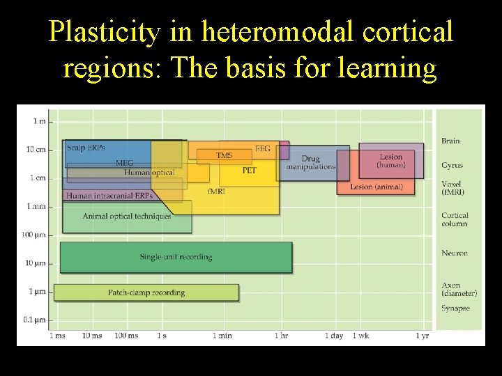 Plasticity in heteromodal cortical regions: The basis for learning 