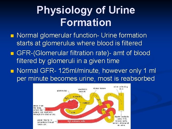 Physiology of Urine Formation n Normal glomerular function- Urine formation starts at glomerulus where