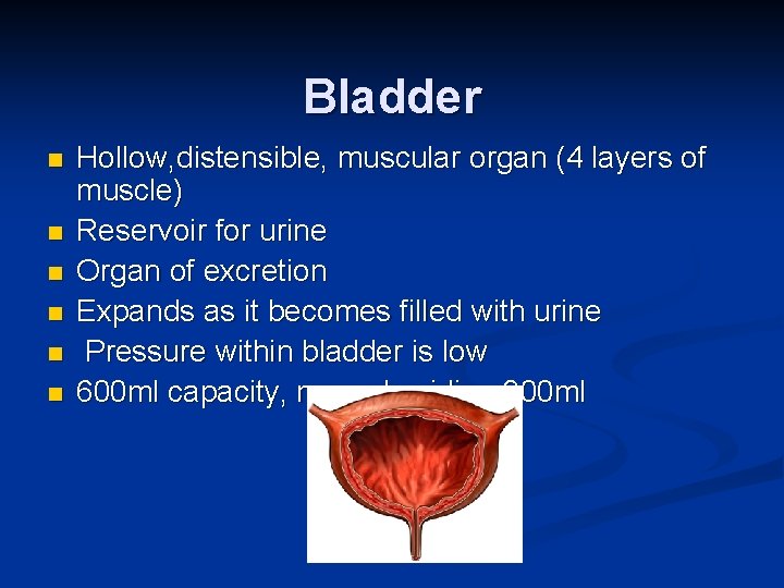 Bladder n n n Hollow, distensible, muscular organ (4 layers of muscle) Reservoir for