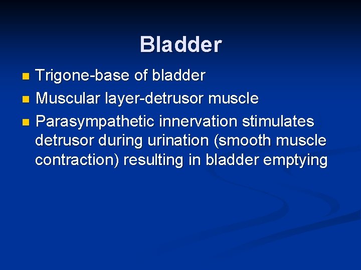 Bladder Trigone-base of bladder n Muscular layer-detrusor muscle n Parasympathetic innervation stimulates detrusor during