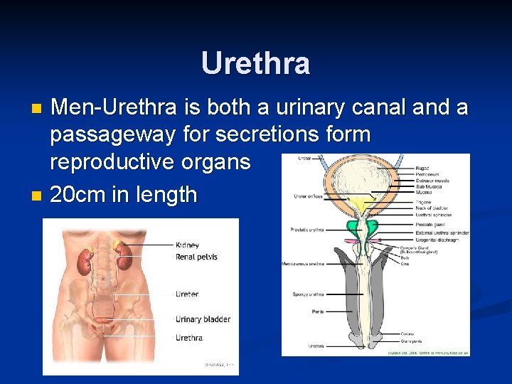 Urethra Men-Urethra is both a urinary canal and a passageway for secretions form reproductive