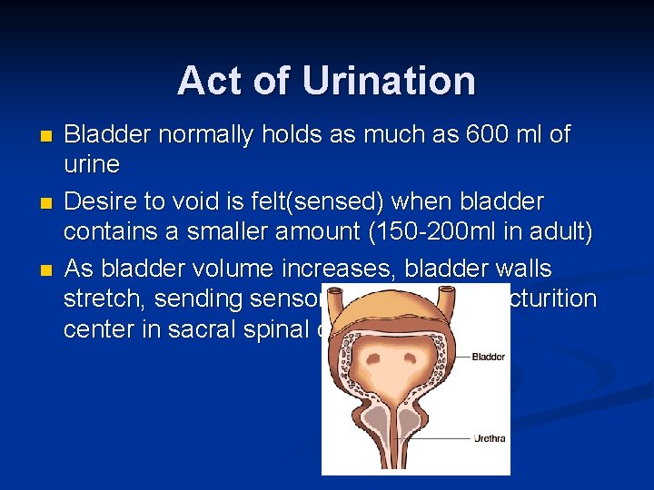 Act of Urination n Bladder normally holds as much as 600 ml of urine