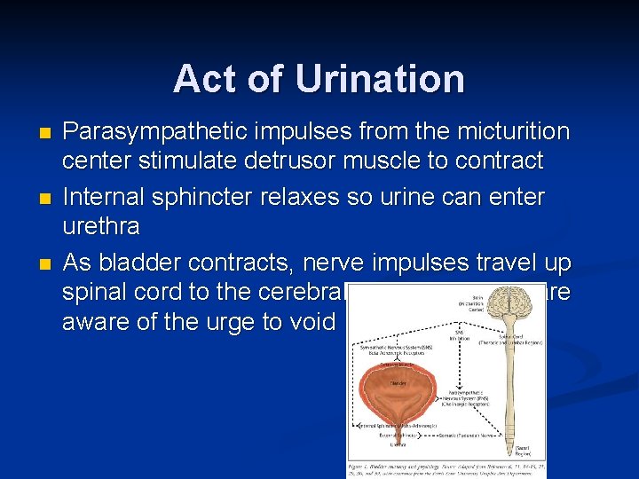 Act of Urination n Parasympathetic impulses from the micturition center stimulate detrusor muscle to