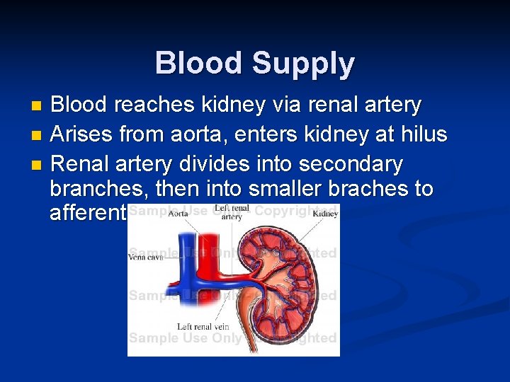 Blood Supply Blood reaches kidney via renal artery n Arises from aorta, enters kidney