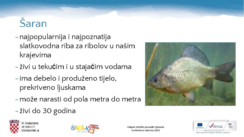 Šaran - najpopularnija i najpoznatija slatkovodna riba za ribolov u našim krajevima - živi