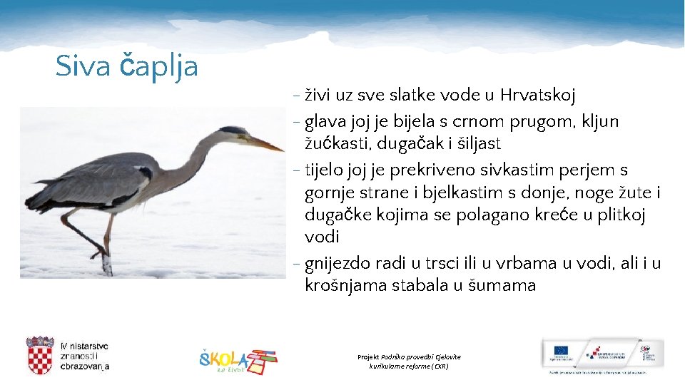 Siva čaplja - živi uz sve slatke vode u Hrvatskoj - glava joj je