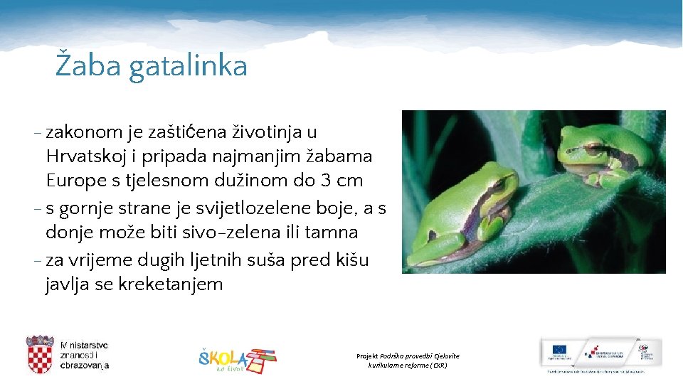 Žaba gatalinka - zakonom je zaštićena životinja u Hrvatskoj i pripada najmanjim žabama Europe