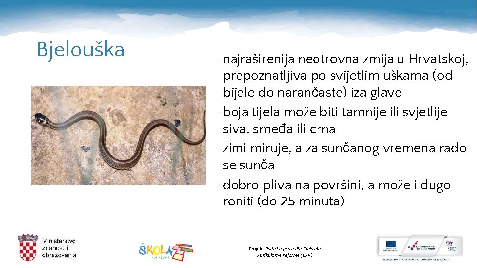 Bjelouška - najraširenija neotrovna zmija u Hrvatskoj, prepoznatljiva po svijetlim uškama (od bijele do