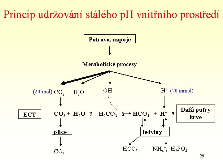 Princip udržování stálého p. H vnitřního prostředí Potrava, nápoje Metabolické procesy (20 mol) CO