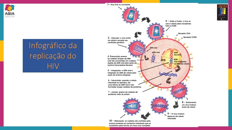 Infográfico da replicação do HIV 5 