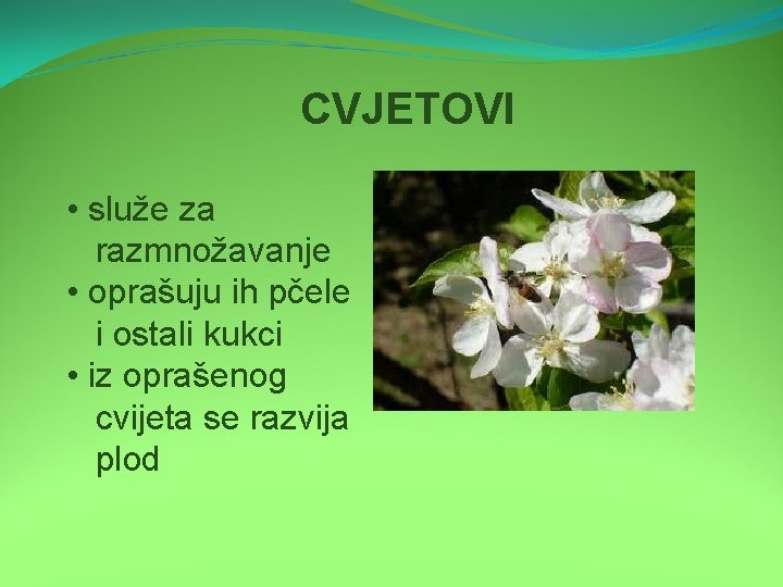 CVJETOVI • služe za razmnožavanje • oprašuju ih pčele i ostali kukci • iz