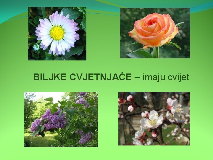 BILJKE CVJETNJAČE – imaju cvijet 