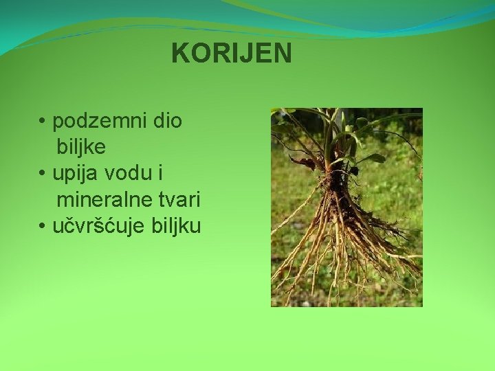 KORIJEN • podzemni dio biljke • upija vodu i mineralne tvari • učvršćuje biljku