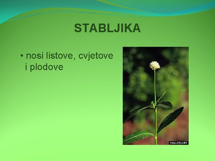 STABLJIKA • nosi listove, cvjetove i plodove 