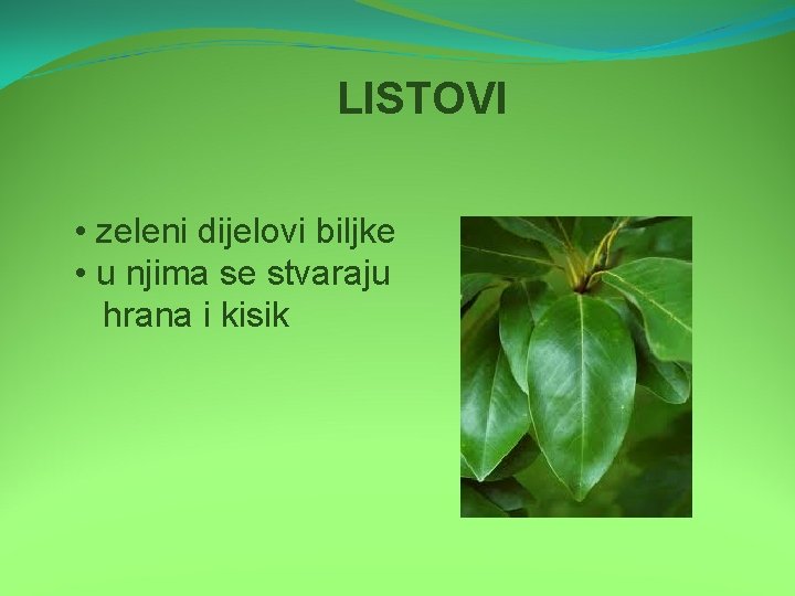 LISTOVI • zeleni dijelovi biljke • u njima se stvaraju hrana i kisik 