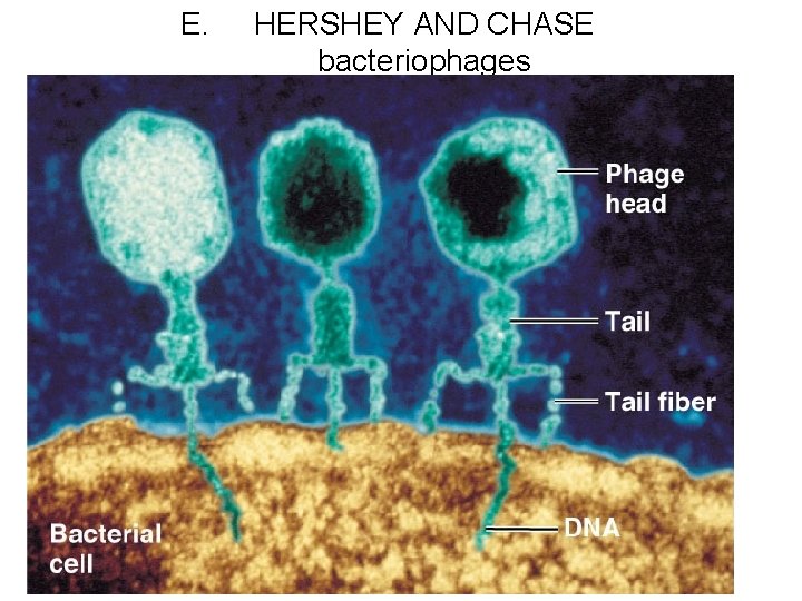 E. HERSHEY AND CHASE bacteriophages 