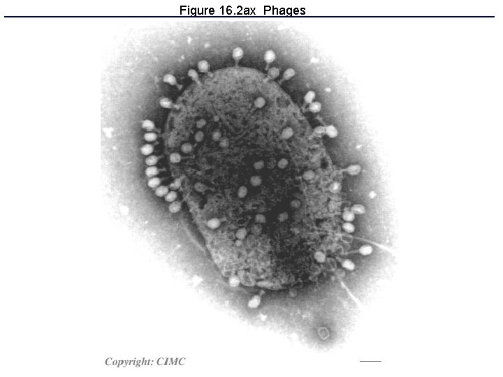 Figure 16. 2 ax Phages 
