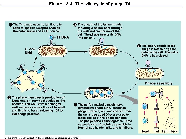 Figure 18. 4 The lytic cycle of phage T 4 