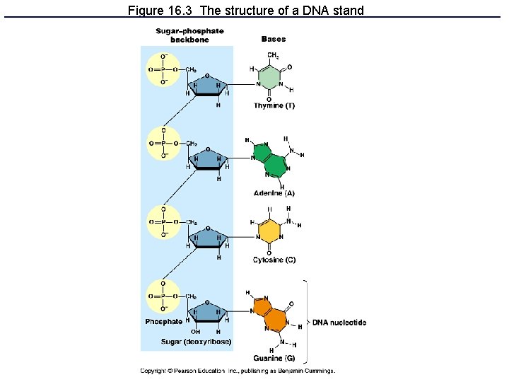 Figure 16. 3 The structure of a DNA stand 