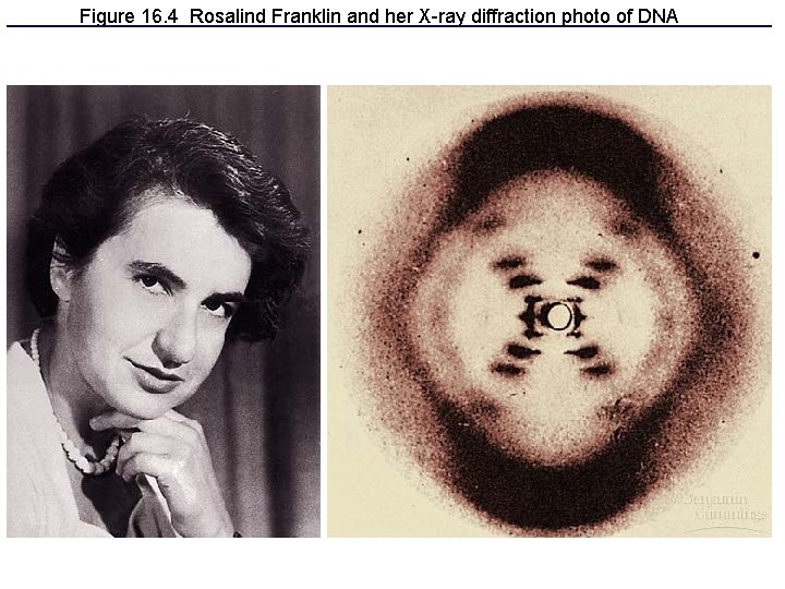 Figure 16. 4 Rosalind Franklin and her X-ray diffraction photo of DNA 