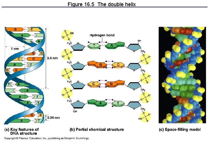 Figure 16. 5 The double helix 