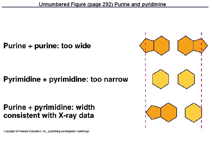 Unnumbered Figure (page 292) Purine and pyridimine 
