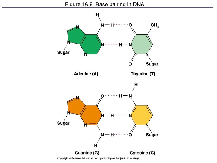 Figure 16. 6 Base pairing in DNA 